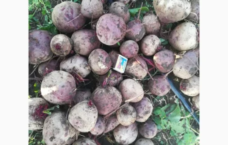 Товарні буряки оптом