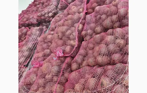 Продам свеклу