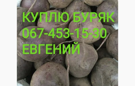 Куплю Буряк красный столовый ( Буряк) съедобный
