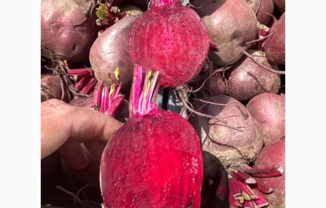 Продам свеклу