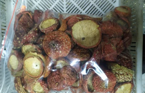 Мухомор Червоний збір вересень-жовтень 2024 року