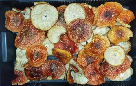 АКЦІЯ10% меленого в ПОДАРУНОК!!! ХтоПРОДАМ Червоний мухомор.2.5 грн/грам 2025року