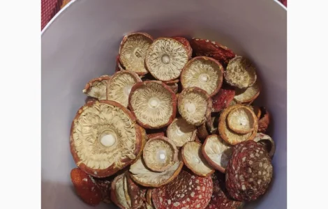 Мухомор червоний