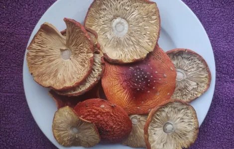 Мухомор сушений, розкриті шляпки (1 сорт)