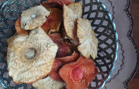 Червоний мухомор 1 сорт (шляпки)