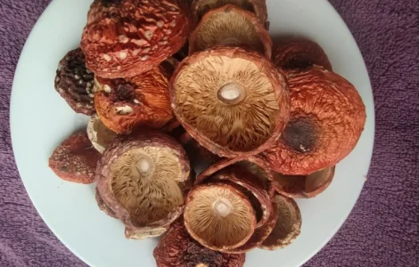 Шляпки червоного мухомора 1 сорт (не розкриті)