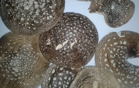 Мухомор пантерний