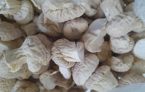 Дощовик сушений