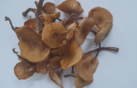 Опеньки сушені