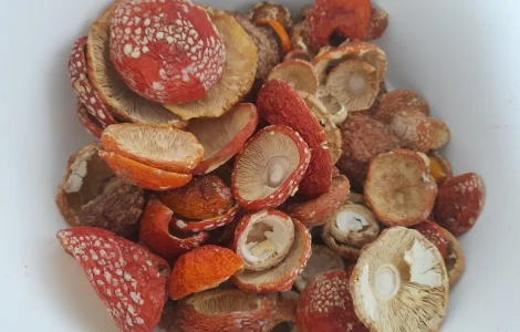 Нерозкриті шапочки червоного мухомора