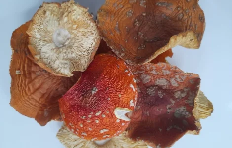 Мухомор червоний другого сорту