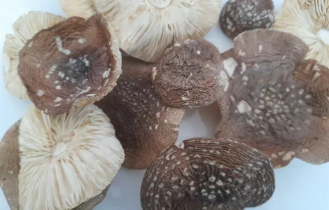 Мухомор пантерний першого сорту