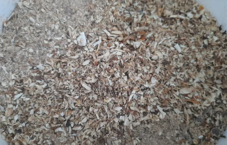 Крошка пантерного мухомора на продаж