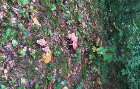 Мухомор червоний закрита шапочка