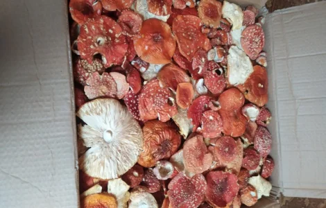 Продам Мухомор червоний