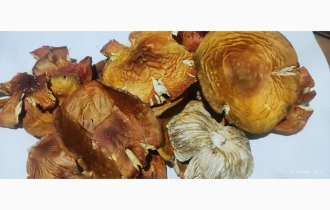 Мухомор червоний 3 сорт 25 року