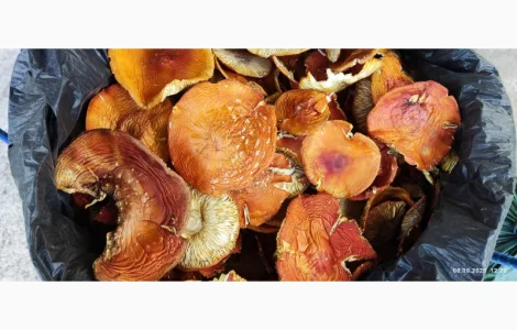 Мухомор 2 сорт свіжий збір 25го року