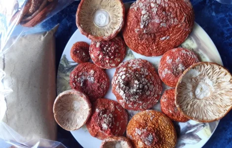 Продам 2025року сбір.мухомор сушений червоний 1сорт