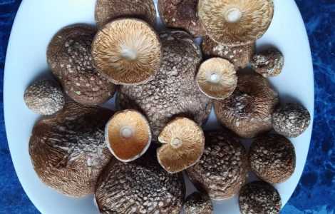 АКЦІЯ+10/.Продам пантерний 2024 року врожай