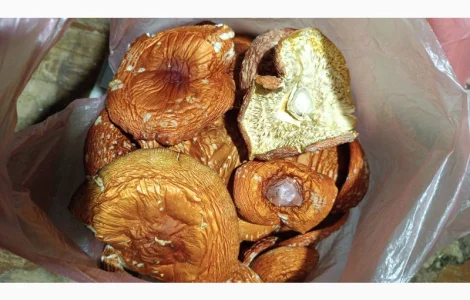 Продам червоний мухомор врожай 2024 р