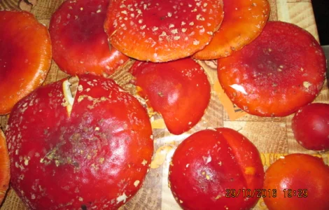 Мухомор красный Amanita muscaria