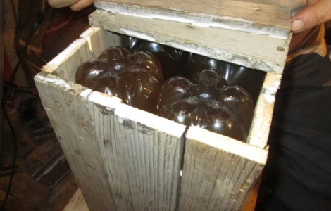 Настойка мухомора ферментированного