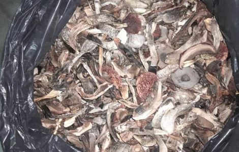 Гриби підберезник