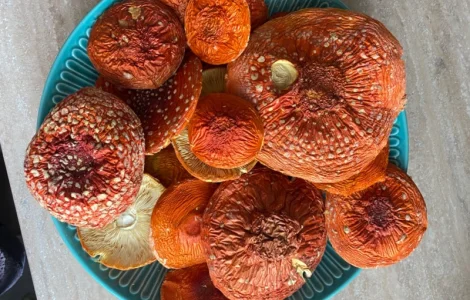 Мухомор червоний