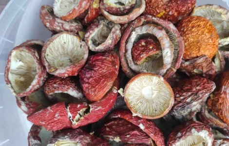 Червоний мухомор продам