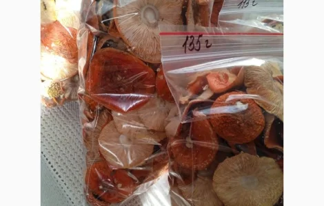 Шляпки червоного мухомора