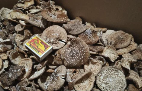 Мухомор пантерный королевский сухой 30 грн