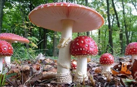 Мухомор сушенный красный дешево 6 грн