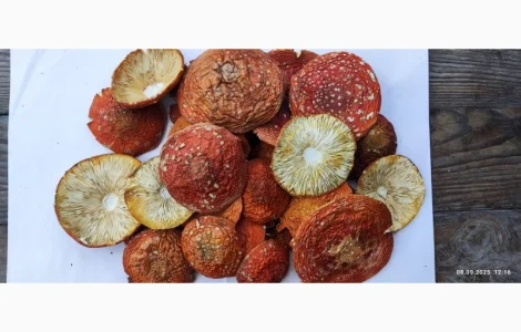 Червоний мухомор збір 25 року