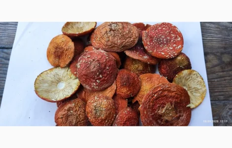 Мухомор свіжий збір 25го року