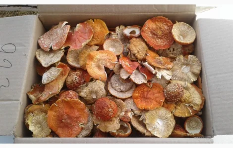 Мухомор сушеный 2023 год