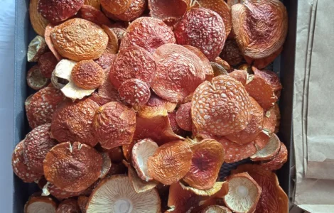 Мухомор сушеный 2025 год