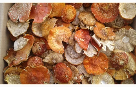 Купить красный сушеный МУХОМОР 2025 год