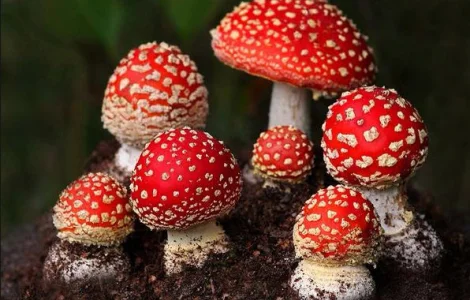 Купить мухомор красный (шляпки). Качество - Бомба