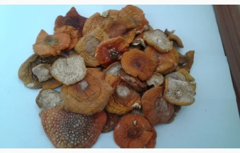 Продам красный мухомор ОПТОМ!!! Высший сорт!!!Сушеные шляпки