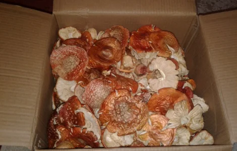 Мухомор Красный! 2023год Только Целые Сушеные Шляпки