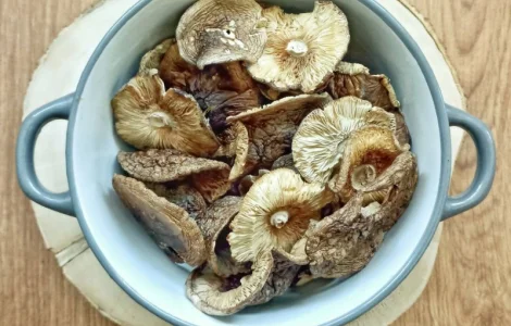 ПАНТЕРНИЙ МУХОМОР 2025 р. - Сушені капелюшки пантерного мухомору цільні