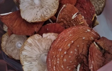 Червоний мухомор