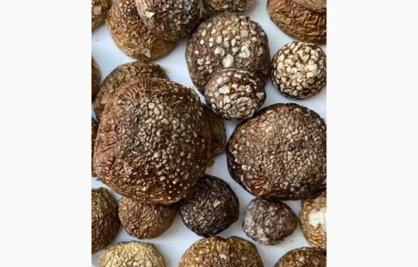 Пантерний мухомор