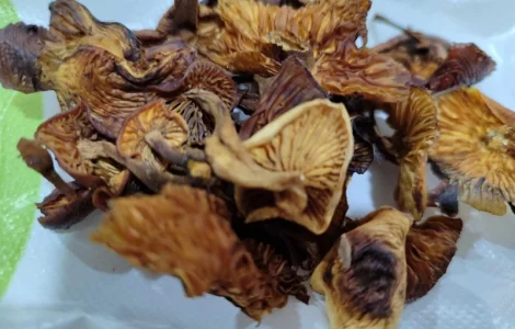 Продам сушений і маринований гриб фламуліну