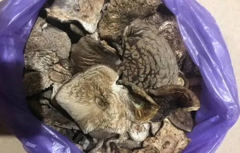Куплю мухомор пантерний