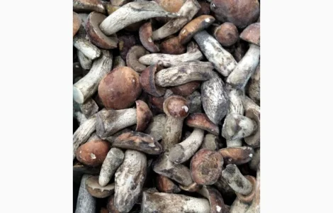 Продам гриби червоноголовці