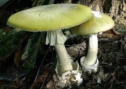 Бліда поганка, сухий гриб