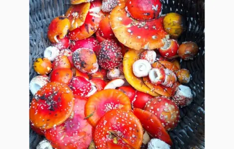 Сушеные шляпки мухоморов на продажу