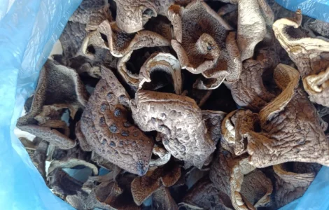 Єжевик строкатий, бабині вуха