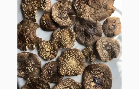 Королівський мухомор